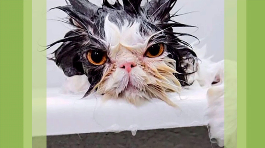 Котик