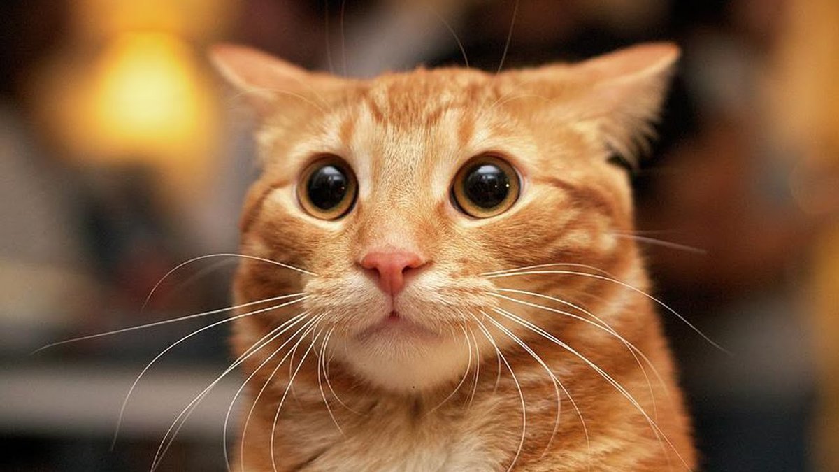 Котик