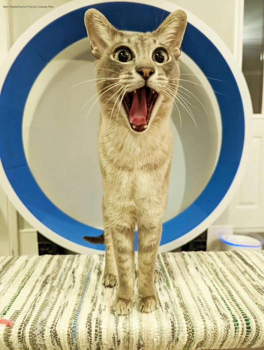 Котик