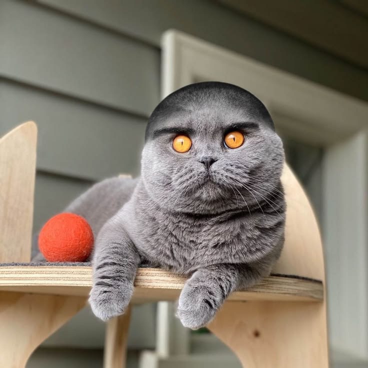 Котик